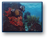 Reef Diving