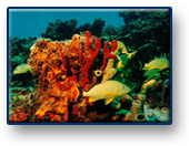 Beginner Dives!