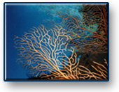 Great Scuba Diving for all levels!