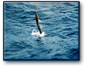 Cancun Fishing - Sailfish jumping