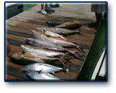 Cancun Fishing - Amberjack and Bonito