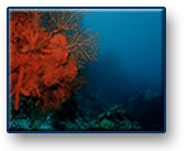 Cozumel Diving