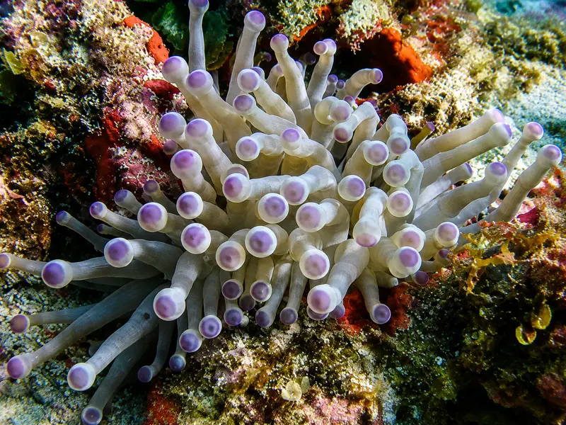 Taking a Scuba Diver Certification Course in Cancun you can see Anemones