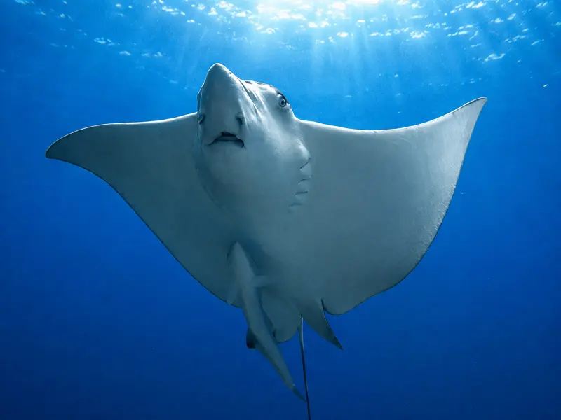 Student diver seeing a big Eagle Ray while earning a full multi day PADI open water certification license in Cancun