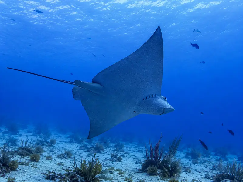 A large Eagle Ray seen on the local reefs as part of your discount dive pakage