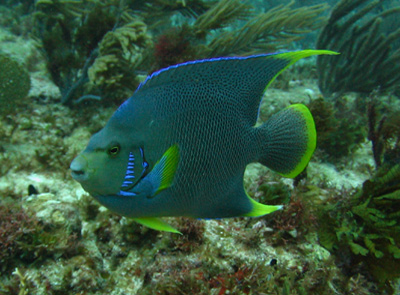 Blue Angel Fish