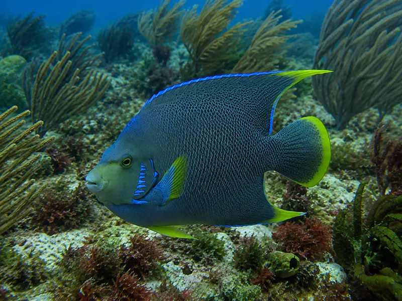 PADI Discover Scuba Diving lessons for beginners in Cancun Mexico