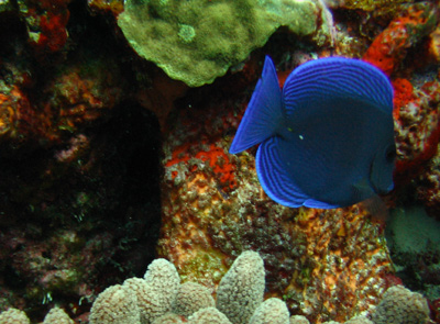 Reef Fish in Cancun