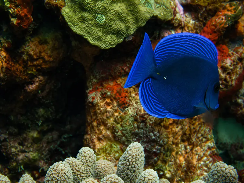 Scuba diving certification class exploring a shallow tropical reef filled with fish