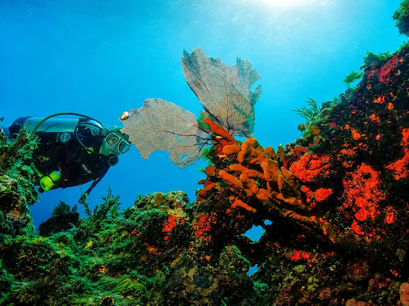 Diver swimming over a colorful reef in Cancun
