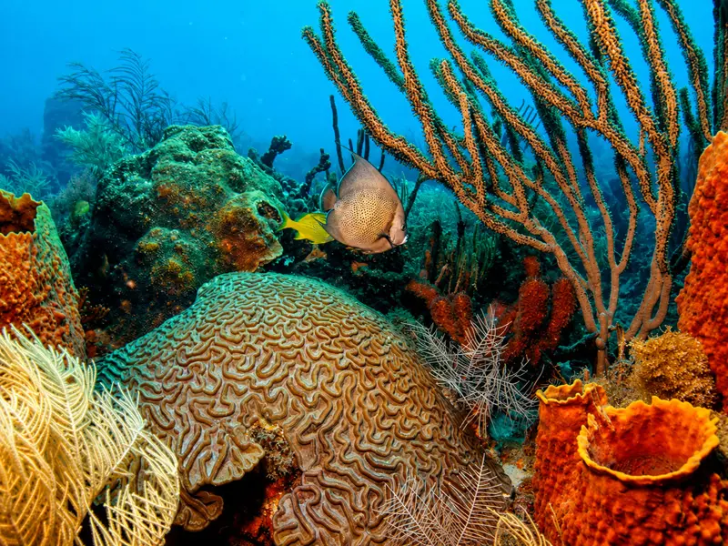 Cancun Coral Reef with a an Angel Fish and