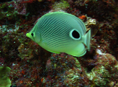 Butterfly Fish in Cancun