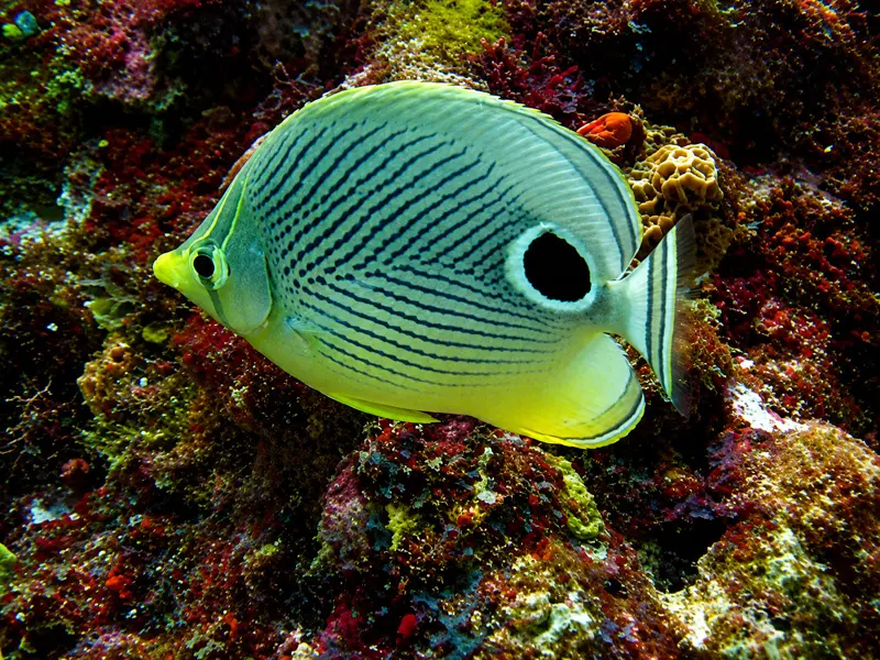 A Butterfly Fish seen by a beginner experiencing a PADI Discover Scuba Diving lesson inside a shallow Cancun reef