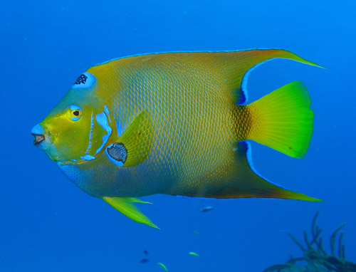 Angel Fish Cancun Cozumel