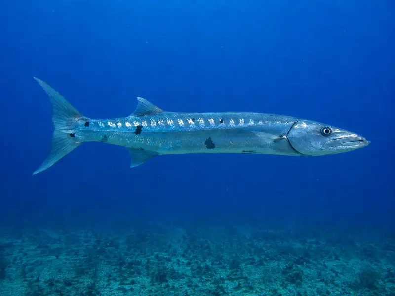Scuba diver watching a Barracuda go by while finalizing an open water referral course in a single day morning dive