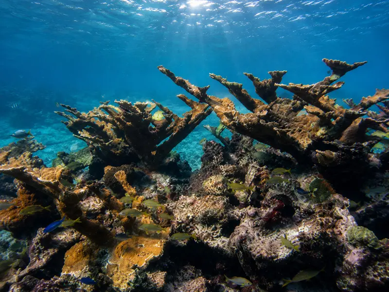 Beautiful coral reef you will see taking PADI courses and scuba diving certifications in Cancun Mexico