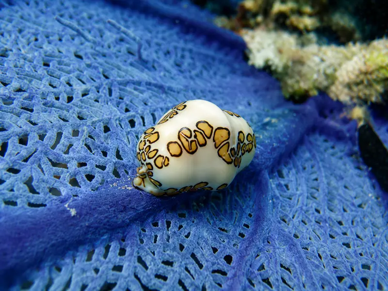 Visit multiple dive sites in Cancun when doing the PADI Advanced Course