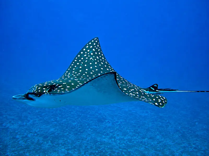 Spotted eagle ray gliding through crystal clear water on a Cancun diving tour