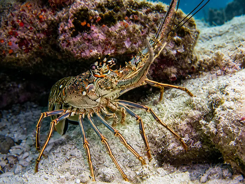 A spiny lobster spotted while doing referral scuba dives and check out dives