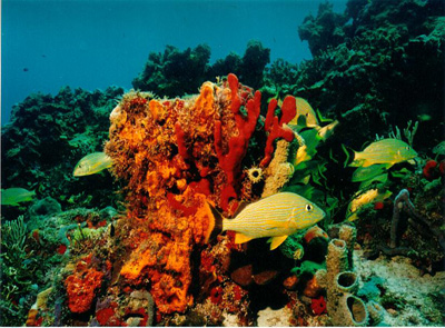 Cancun Reef Fish