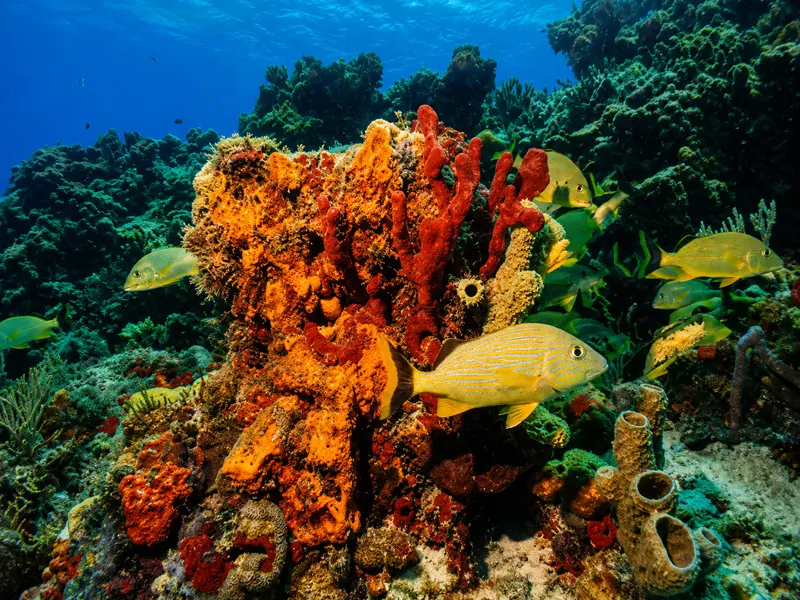 Beginner scuba divers exploring a shallow tropical coral reef filled with marine life