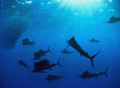 Cancun Sailfish Tour