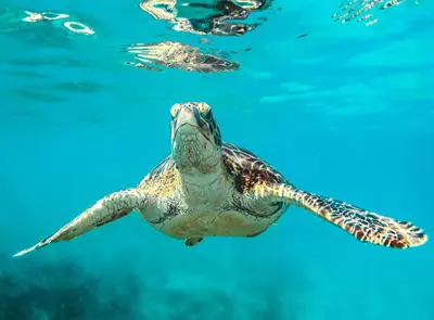 Sea Turtle on the Cancuin Snorkeling Tour