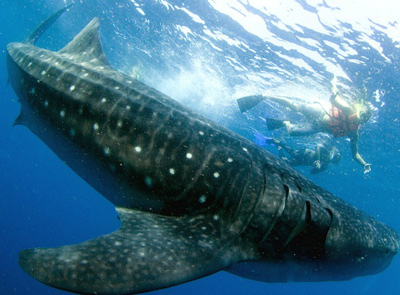 Cancun Whale Shark Snorkeling Tour