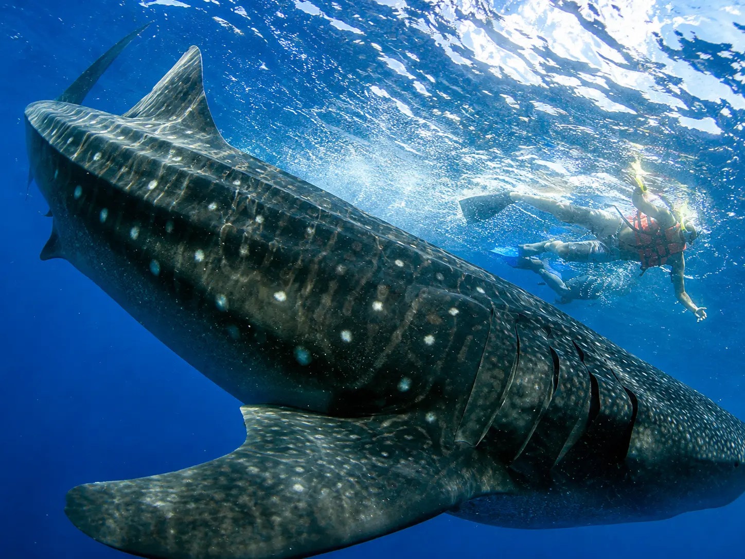 Cancun Whale Shark Snorkeling Tour