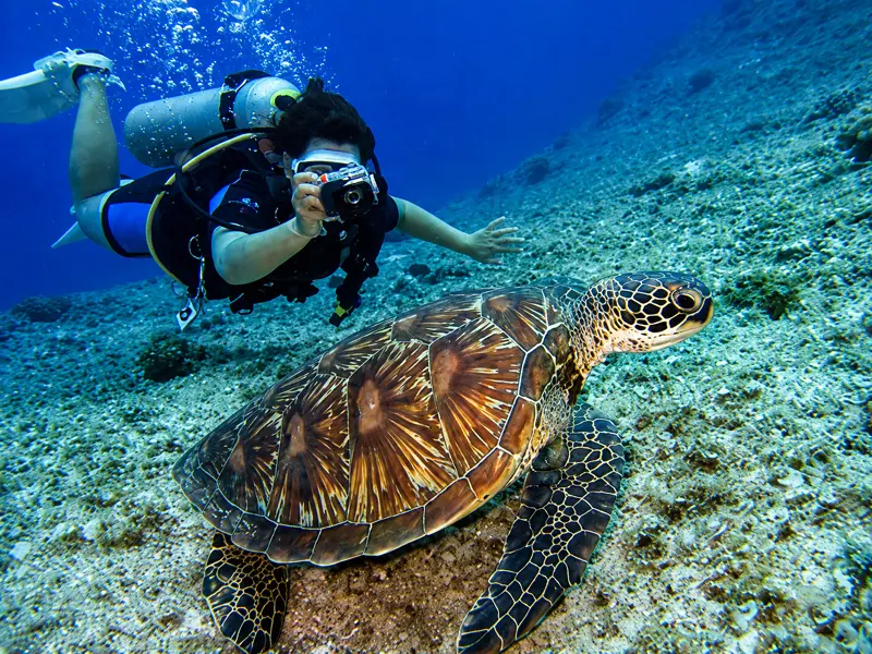 Diver photographs a Sea Turtle on a Cozumel Dive