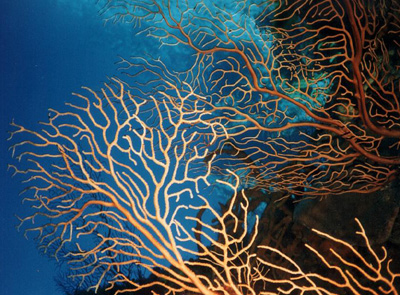 Cozumel Scuba Diving