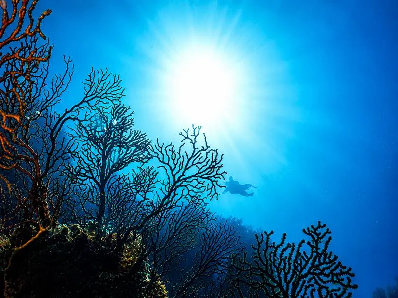 Certified scuba diving in cancun tours and guided daily boat charters