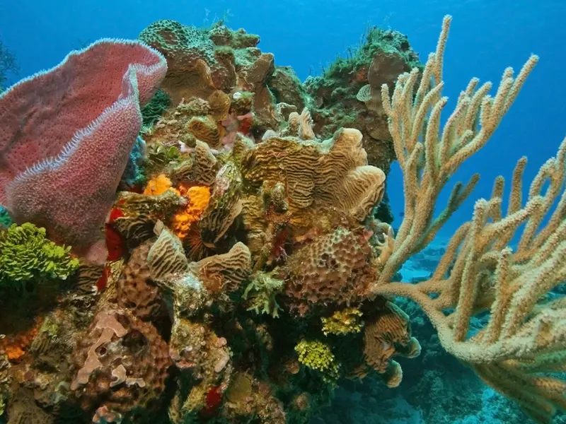 Coral reef in Cozumel on a day trip from Cancun