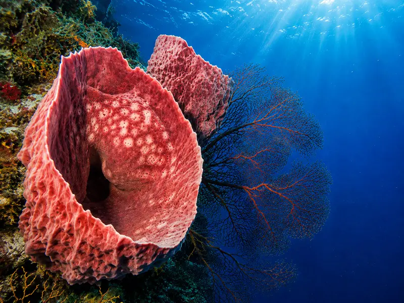 Large red elephant ear sponge growing on a deep wall dive in Cozumel