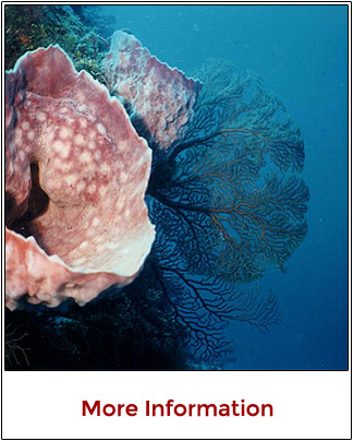 Diving in Cozumel