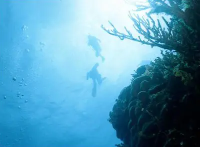 Cozumel Wall Diving