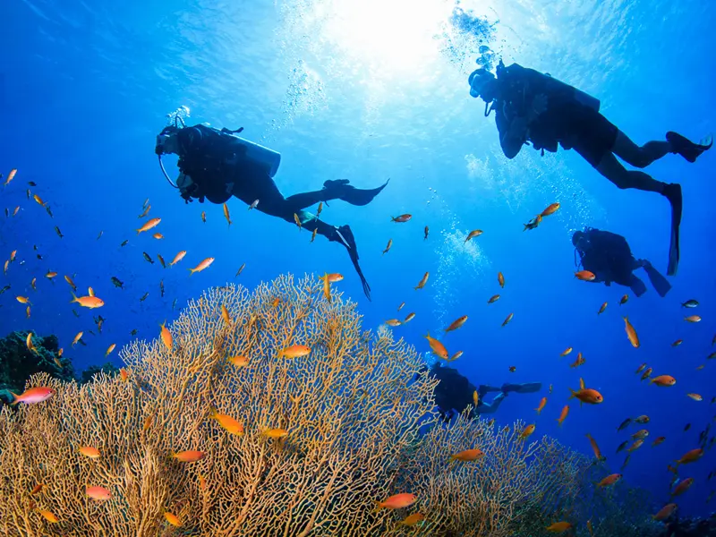 Divers drifting along the Cozumel walls