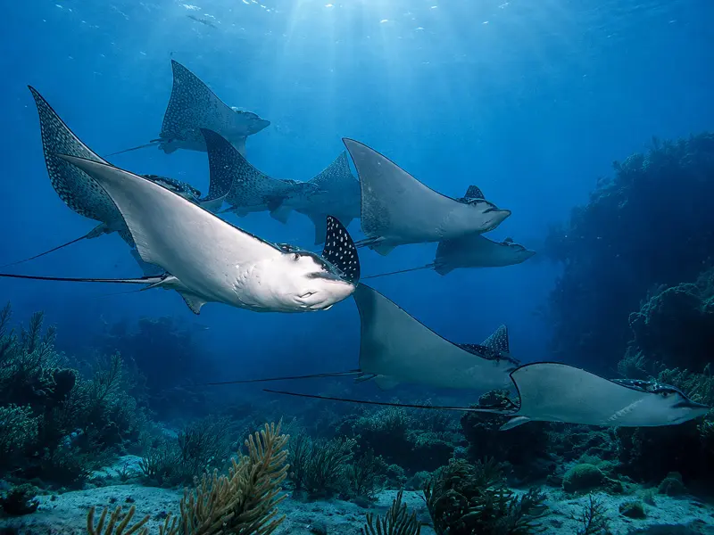 Spotted eagle ray gliding over a Cancun reef, photographed by scuba divers on a priavte charter