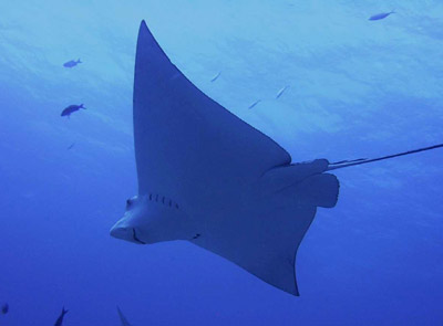Eagle Ray In Cancun