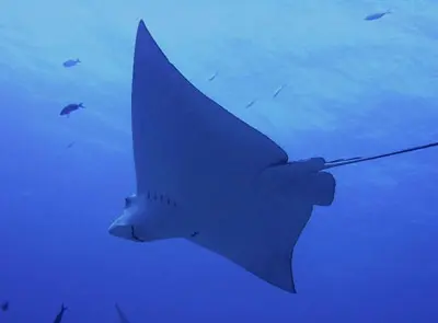 Eagle Ray - Diving In Cancun