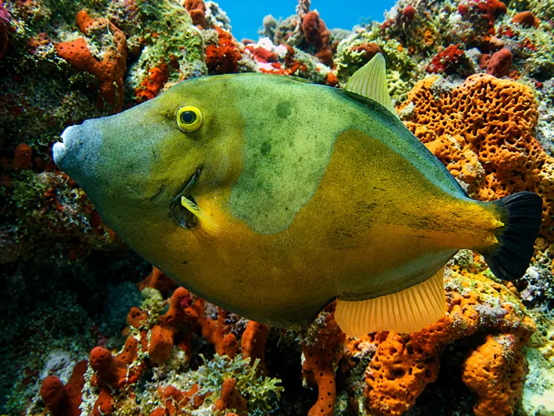 "Beginner scuba diving student and file fish on a private Cancun dive charter