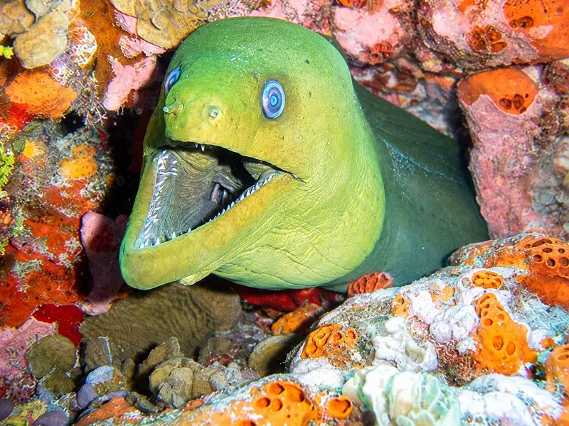 Large green moray eel peeking out from a coral reef crevice in Cancun