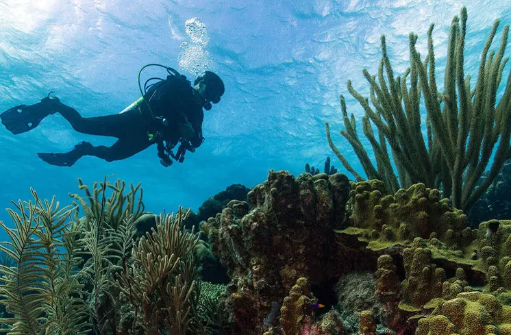 Cancun Diving Picture