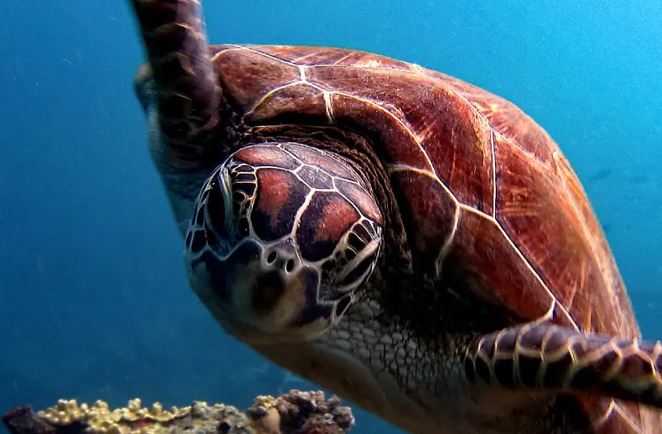 Cancun Diving Picture