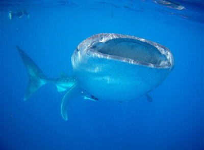 Private Whale Shark Tours in Cancun
