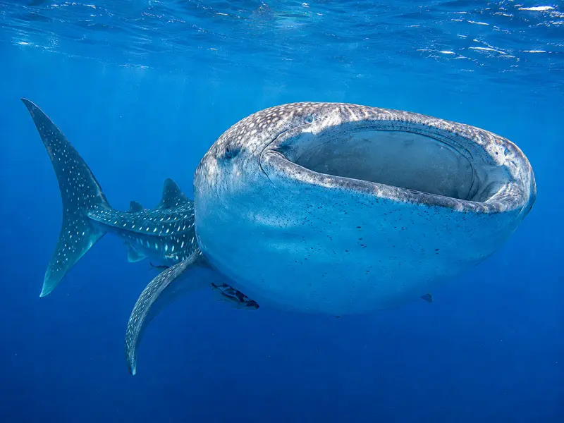 Private Whale Shark Tours in Cancun