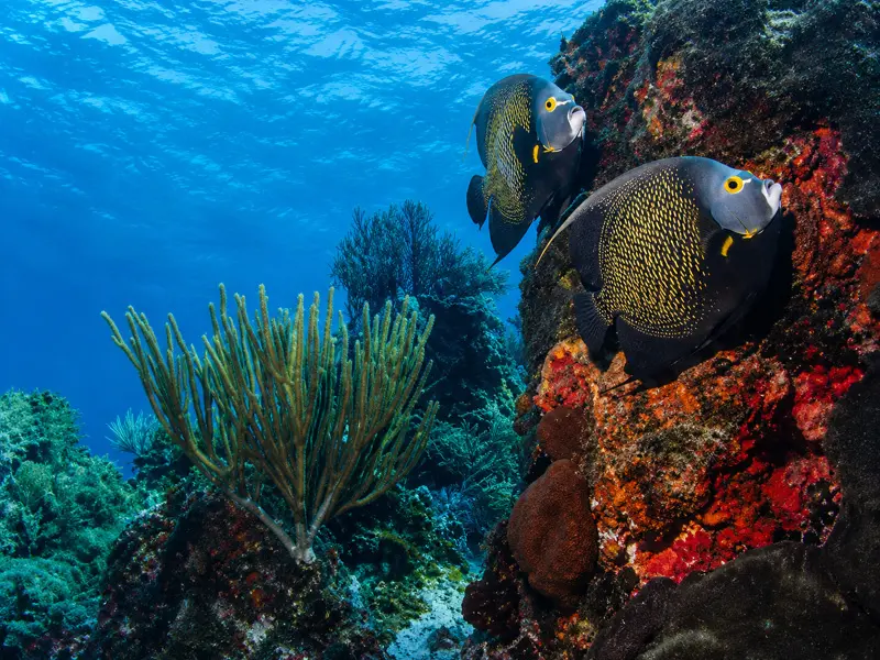 Certified PADI divers cruising along a a reef with Angelfish in Cancun