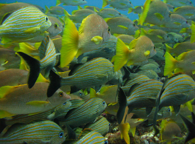 Cancun Scuba Diving Reef