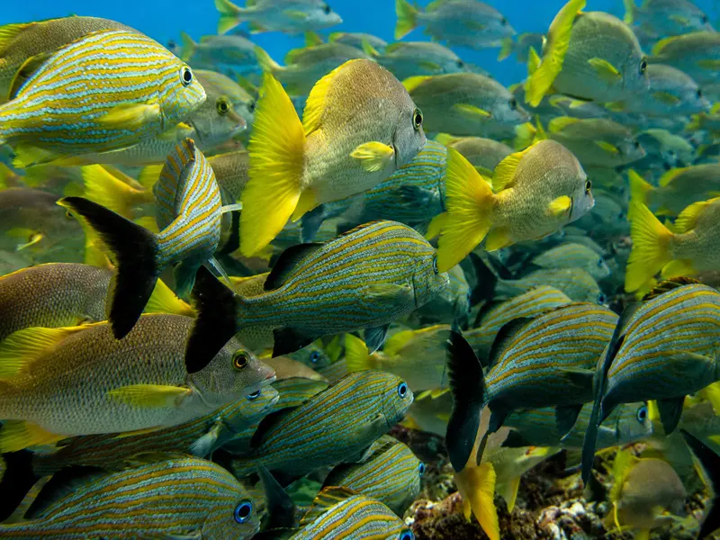 Scuba divers practicing open water certification ocean training dives on a coral reef