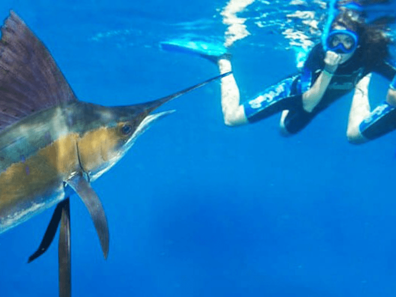 Book Your Sailfish Snorkel Adventure in Cancun